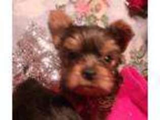Yorkshire Terrier Puppy for sale in Winona, MO, USA