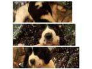 English Springer Spaniel Puppy for sale in Tabor City, NC, USA