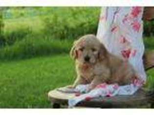 Goldendoodle Puppy for sale in Mifflinburg, PA, USA