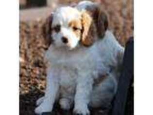 Cavapoo Puppy for sale in Washington, IN, USA