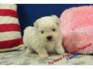 Mal-Shi Puppy for sale in Hickory, NC, USA