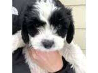 Medium Photo #1 Cavapoo Puppy For Sale in Cheyenne, WY, USA