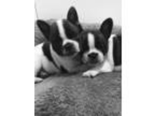 French Bulldog Puppy for sale in Somerdale, NJ, USA