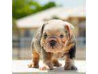 Bulldog Puppy for sale in Doral, FL, USA