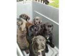 Cane Corso Puppy for sale in Waldorf, MD, USA