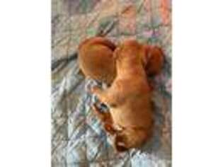 Vizsla Puppy for sale in Schulenburg, TX, USA