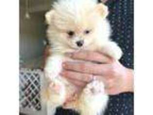 Pomeranian Puppy for sale in Webster, TX, USA