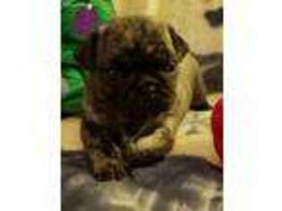 Pug Puppy for sale in Blountville, TN, USA