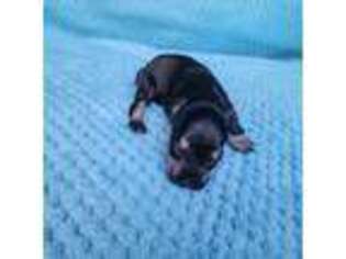 Mutt Puppy for sale in Maywood, CA, USA
