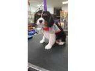 Cavalier King Charles Spaniel Puppy for sale in Las Cruces, NM, USA