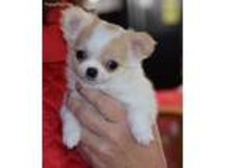 Chihuahua Puppy for sale in Mount Airy, MD, USA