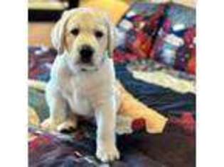 Labrador Retriever Puppy for sale in Marengo, IL, USA