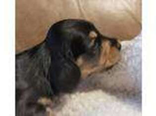 Dachshund Puppy for sale in Newton, IA, USA