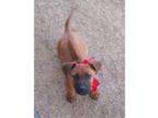 Rhodesian Ridgeback Puppy for sale in New York, NY, USA