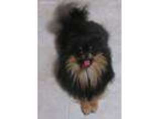 Pomeranian Puppy for sale in Kelley, IA, USA