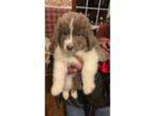 Newfoundland Puppy for sale in Toronto, OH, USA