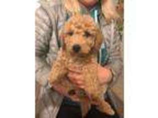 Goldendoodle Puppy for sale in Buffalo Grove, IL, USA