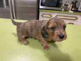 Dachshund Puppy for sale in Lincolnwood, IL, USA