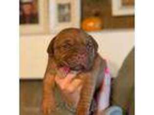 American Bull Dogue De Bordeaux Puppy for sale in Rixford, PA, USA