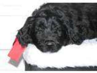 Goldendoodle Puppy for sale in Amherst, NE, USA