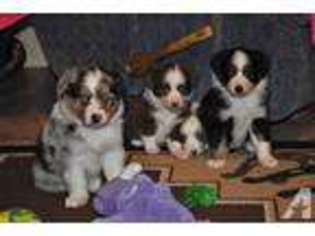 Miniature Australian Shepherd Puppy for sale in OAKWOOD, TX, USA
