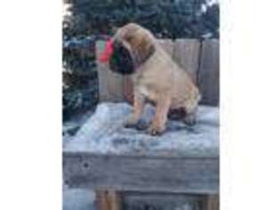 Mastiff Puppy for sale in Grabill, IN, USA