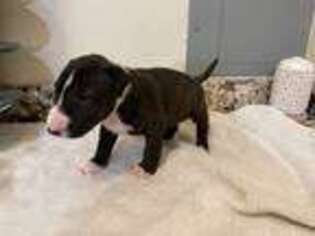 Bull Terrier Puppy for sale in Bryan, TX, USA
