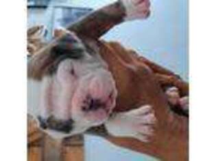 Olde English Bulldogge Puppy for sale in Campbellsville, KY, USA
