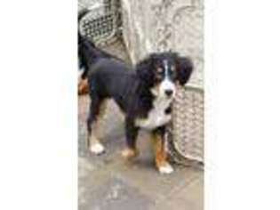Bernese Mountain Dog Puppy for sale in Silver Lake, IN, USA