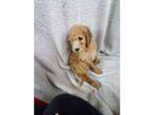 Goldendoodle Puppy for sale in Lebanon, CT, USA