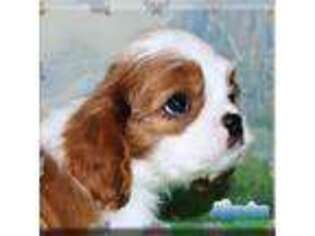 Cavalier King Charles Spaniel Puppy for sale in Peetz, CO, USA