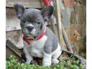 French Bulldog Puppy for sale in Ashburn, VA, USA