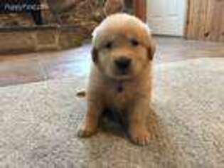 Golden Retriever Puppy for sale in Denver, PA, USA