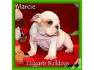 Bulldog Puppy for sale in AUGUSTA, AR, USA