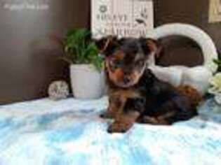 Yorkshire Terrier Puppy for sale in Syracuse, IN, USA