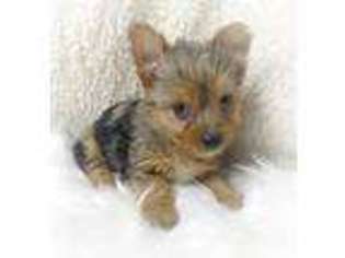 Yorkshire Terrier Puppy for sale in Evansville, IN, USA