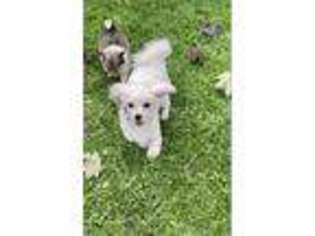Maltese Puppy for sale in Conneaut, OH, USA