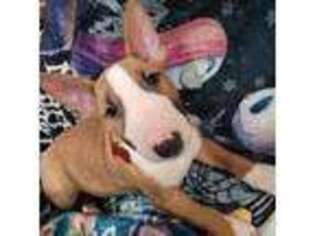 Bull Terrier Puppy for sale in Moorhead, MN, USA