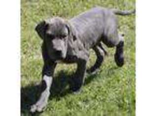 Great Dane Puppy for sale in Leonard, TX, USA