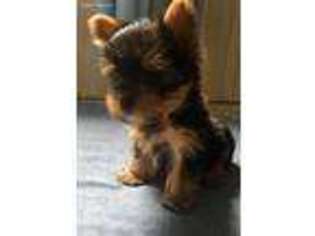Yorkshire Terrier Puppy for sale in Los Fresnos, TX, USA