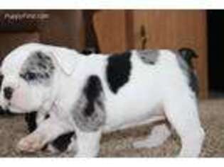 Bulldog Puppy for sale in Montevideo, MN, USA