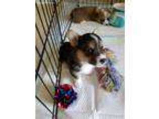Pembroke Welsh Corgi Puppy for sale in Poulsbo, WA, USA