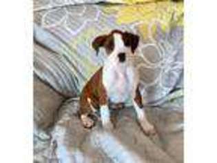 Boxer Puppy for sale in Hartville, MO, USA