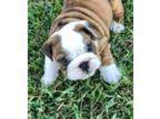 Bulldog Puppy for sale in Lockesburg, AR, USA