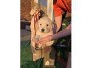 Golden Retriever Puppy for sale in Liberal, MO, USA