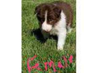 Border Collie Puppy for sale in Mansfield, OH, USA