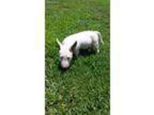 Bull Terrier Puppy for sale in Sedalia, MO, USA