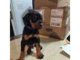 Doberman Pinscher Puppy for sale in Toms River, NJ, USA