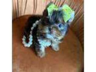 Yorkshire Terrier Puppy for sale in Dallas, TX, USA