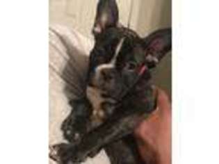 French Bulldog Puppy for sale in Webster, TX, USA